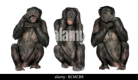 Three Wise Monkeys, Chimpanzee, Simia troglodytes, 20 years old, in front of a white background Stock Photo