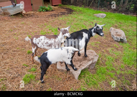A mother and two young pygmy goats standing in the pasture on a rock Stock Photo