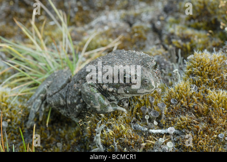 Green Toad or European Green Toad or Variable Toad (Bufo viridis) Stock Photo