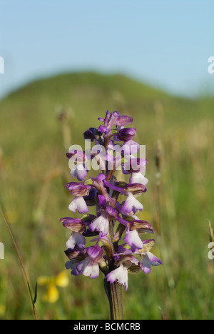 Green-winged Orchid / Green-veined Orchid (Anacamptis morio) Stock Photo