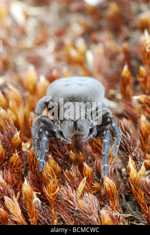 Female Ladybird Spider (Eresus sandaliatus) closeup Stock Photo