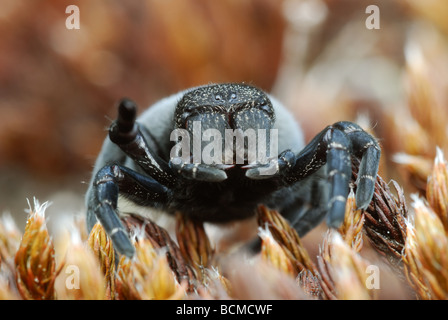 Female Ladybird Spider (Eresus sandaliatus) closeup Stock Photo