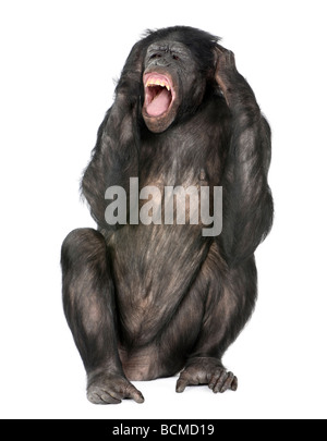 Cazy monkey screaming, Mixed Breed between Chimpanzee and Bonobo, 20 years old, in front of a white background Stock Photo