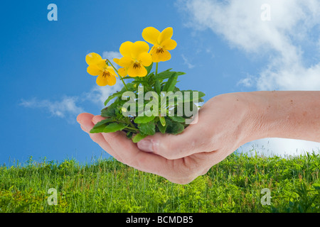 hand holding viola pansy flowers with blue sky and clouds and green meadow in the background Stock Photo