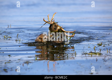 Female sea otter (Enhydra lutris) consuming a sheep crab in Elkhorn Slough, Moss Landing, California. Stock Photo