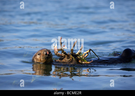 Female sea otter (Enhydra lutris) consuming a sheep crab in Elkhorn Slough, Moss Landing, California. Stock Photo