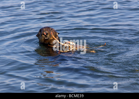 Female sea otter (Enhydra lutris) consuming a sheep crab in Elkhorn Slough, Moss Landing, California. Stock Photo