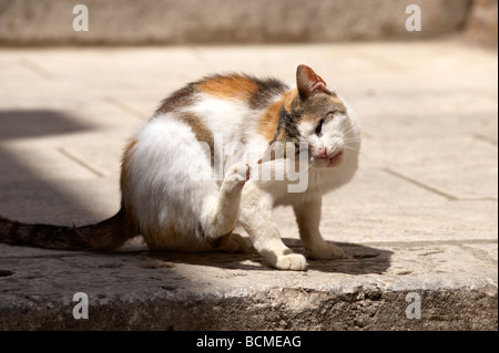Alley cat in the streets of Dubrovnik - Croatia Stock Photo