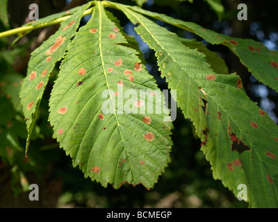 Horse Chestnut Leaf Blotch (Guignardia aesculi) Stock Photo
