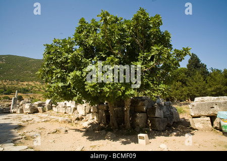Fig tree growing in the wild dry landscape of ancient Ephesus ruins Myrleen Pearson Stock Photo