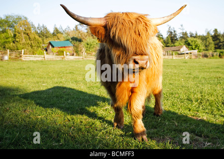 Miniature Long Haired Highland Cattle Stock Photo 25037467 Alamy