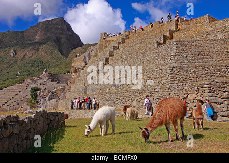 Alpacas at Machu Picchu, Cusco, Peru Stock Photo