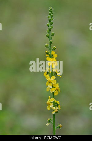 Agrimony Agrimonia eupatoria Stock Photo
