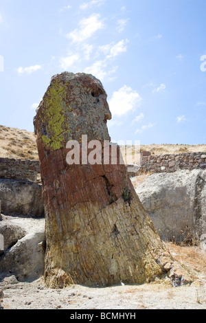 Petrified Trunk in Lesbos, greece Stock Photo