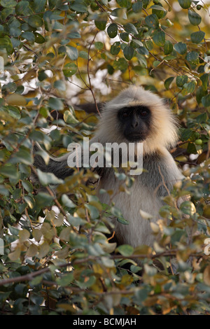 Hanuman Langur Monkey  Presbytis entellus sitting in the bough of a leafy tree making direct eye contact Stock Photo