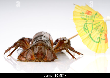 Stock photo of a Crayfish carrying an parasol crayfish on holiday Stock Photo