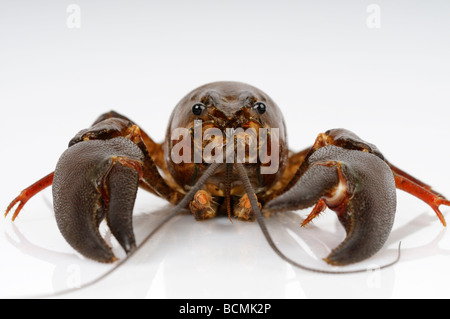 Stock photo of a Crayfish against a white reflective background Stock Photo