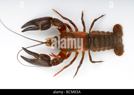 Stock photo of a Crayfish against a white reflective background Stock Photo