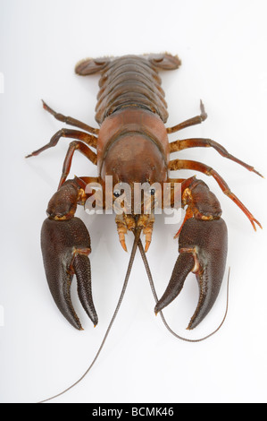 Stock photo of a Crayfish against a white refelctive background Stock Photo