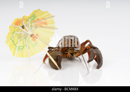 Stock photo of a Crayfish carrying an parasol crayfish on holiday Stock Photo