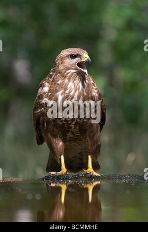 Common Buzzard Buteo buteo Hungary Stock Photo