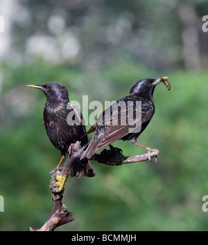 Pair of Starlings with grub Sturnus vulgaris Hungary Stock Photo
