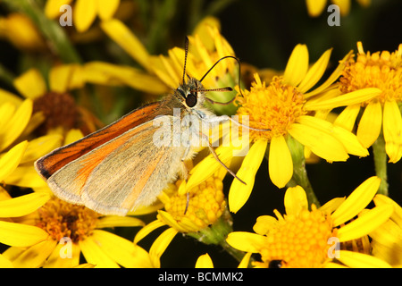 small Skipper butterfly Stock Photo