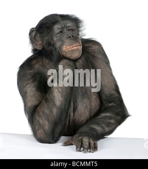 chimpanzee vs bonobo table