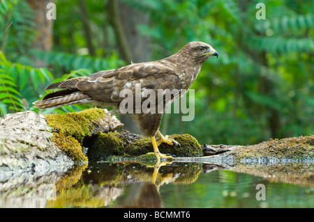Common Buzzard Buteo buteo Hungary Stock Photo