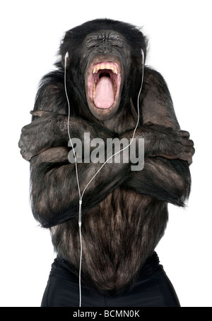 Monkey, Mixed Breed between Chimpanzee and Bonobo, 20 years old, listening to music on headphones in front of white background Stock Photo