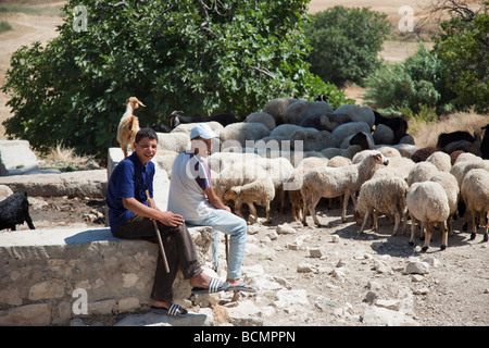 Two boys shepherd a flock of goats and sheep across a field below the ancient Roman site of Dougga in Tunisia. Stock Photo