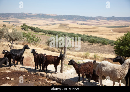 A flock of goats and sheep look across a field below the ancient Roman site of Dougga in Tunisia. Stock Photo