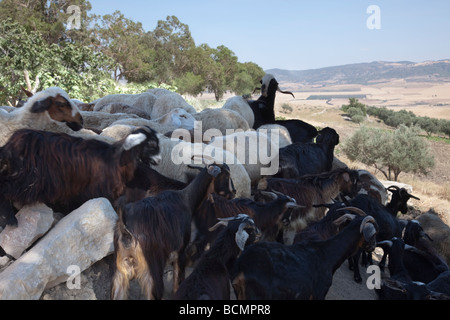 A flock of goats and sheep look out at the fields below the ancient Roman site of Dougga in Tunisia. Stock Photo