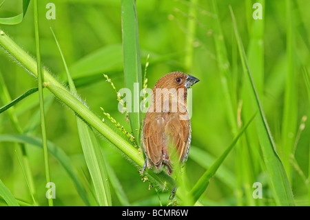 young spice finch in the parks Stock Photo