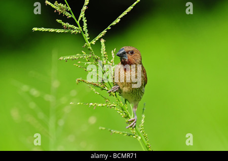 young spice finch in the parks Stock Photo