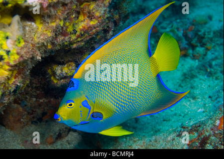 Queen Angelfish (Holacanthus ciliaris) photographed in the Breakers Reef in Palm Beach, FL Stock Photo
