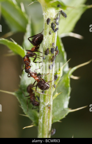 Horse ants defending aphids. Stock Photo