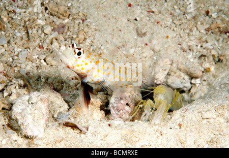 Spotted shrimpgoby also known as a black chest shrimpgoby with a   Fine-striped Snapping Shrimp, Alpheus ochrostriatus Stock Photo