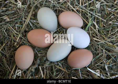 Freshly laid chicken eggs, natural colors laying on hay . Stock Photo