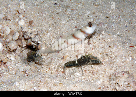 Steinitz Shrimpgoby, Amblyeleotris steinitzi, living in a symbiotic relationship with two Fine-striped Snapping Shrimp, Alpheus ochrostriatus Stock Photo