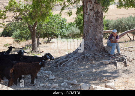 A boy watches over a flock of goats and sheep below the ancient Roman site of Dougga in Tunisia. Stock Photo