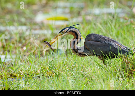Purple heron catching fish Stock Photo