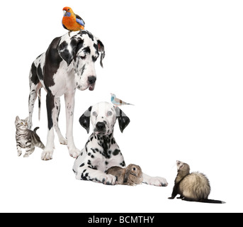 Group of pets, dog, bird, rabbit, cat, ferret, in front of white background, studio shot Stock Photo