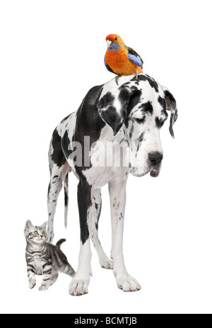 Group of pets, dog, bird, cat, in front of white background, studio shot