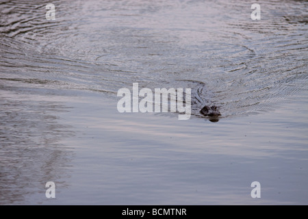 American Alligator swimming in Louisiana swamp Stock Photo