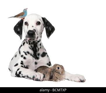 Group of pets, puppy dog, bird, rabbit, in front of white background, studio shot Stock Photo