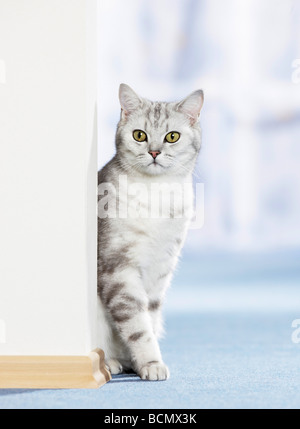 British Shorthair cat sitting next to wall Stock Photo
