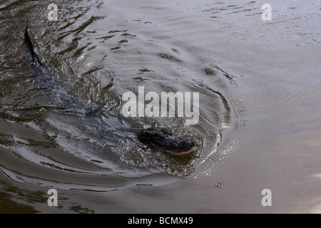 American Alligator swimming in Lousianna swamp Stock Photo
