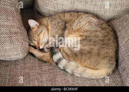 Domestic cat. Tabby adult sleeping on a couch Stock Photo