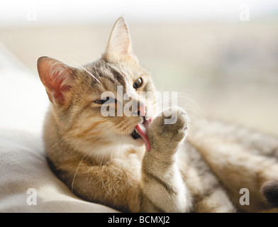 domestic cat - licking its paw Stock Photo